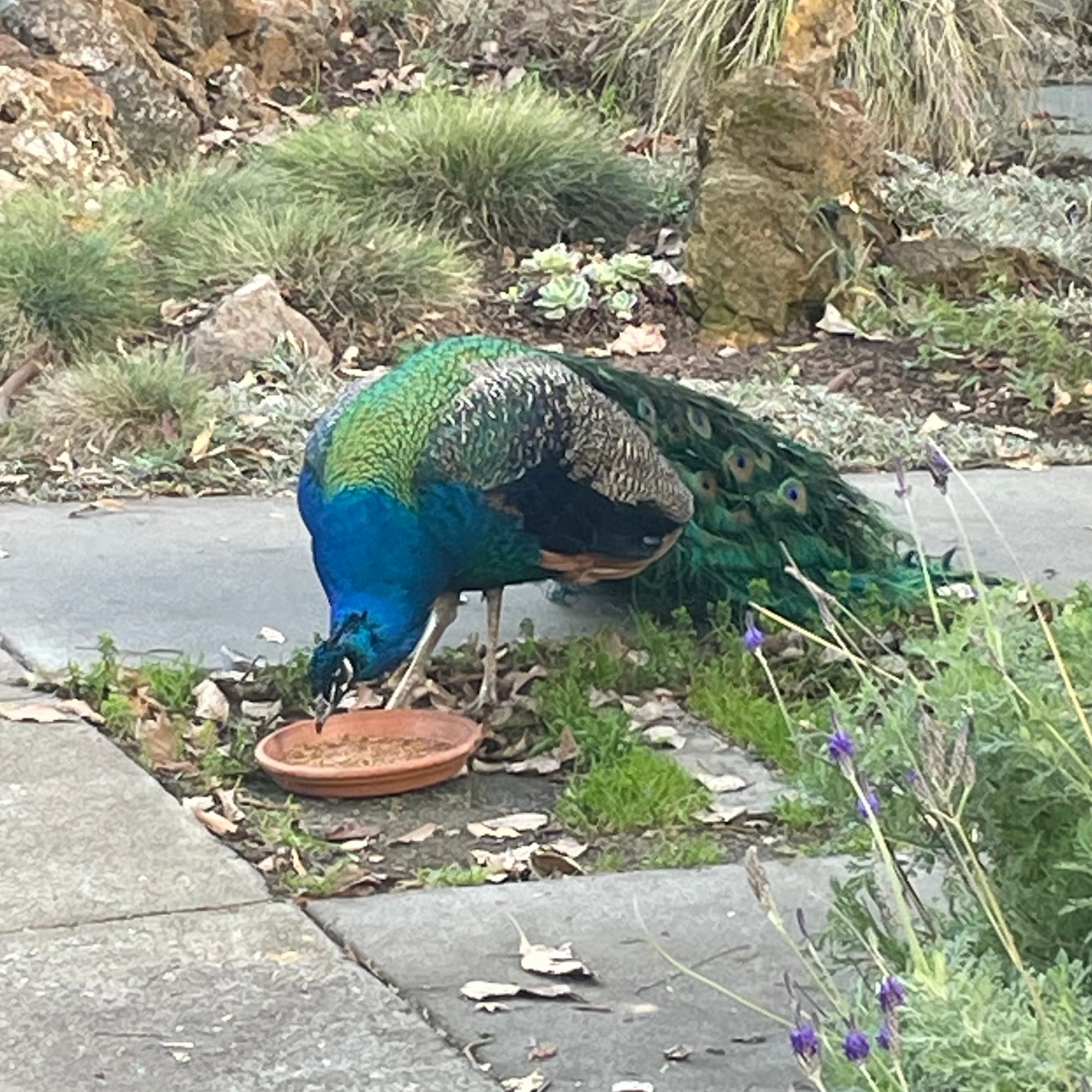 Male Peacock at a food dish