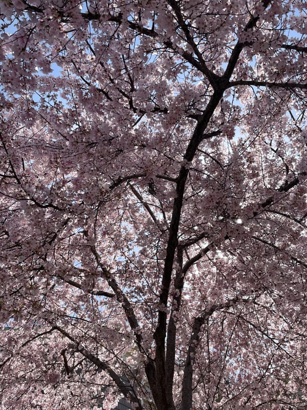 A photo of cherry blossoms in a tree backed by blue sky. 